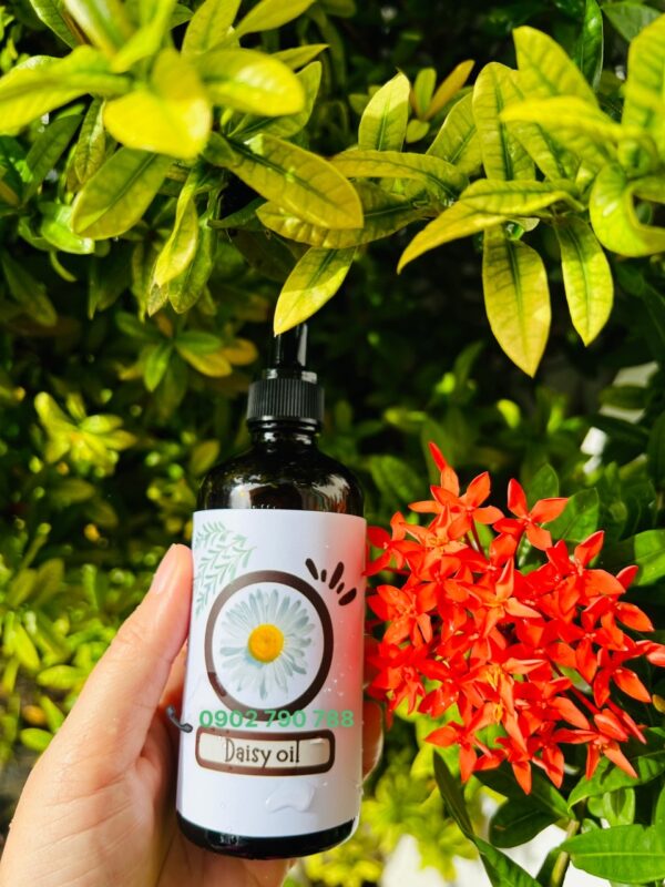 Tinh dầu hoa cúc họa mi - Ảnh 2