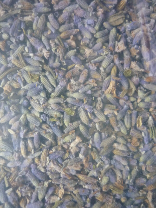 Hoa oải hương