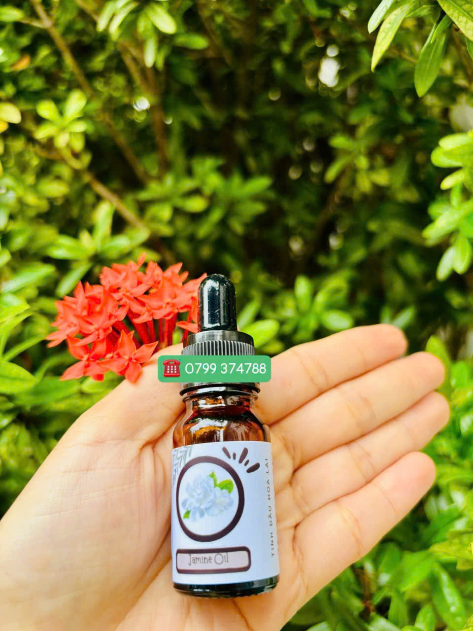 Tinh dầu hoa lài (Jamine oil)