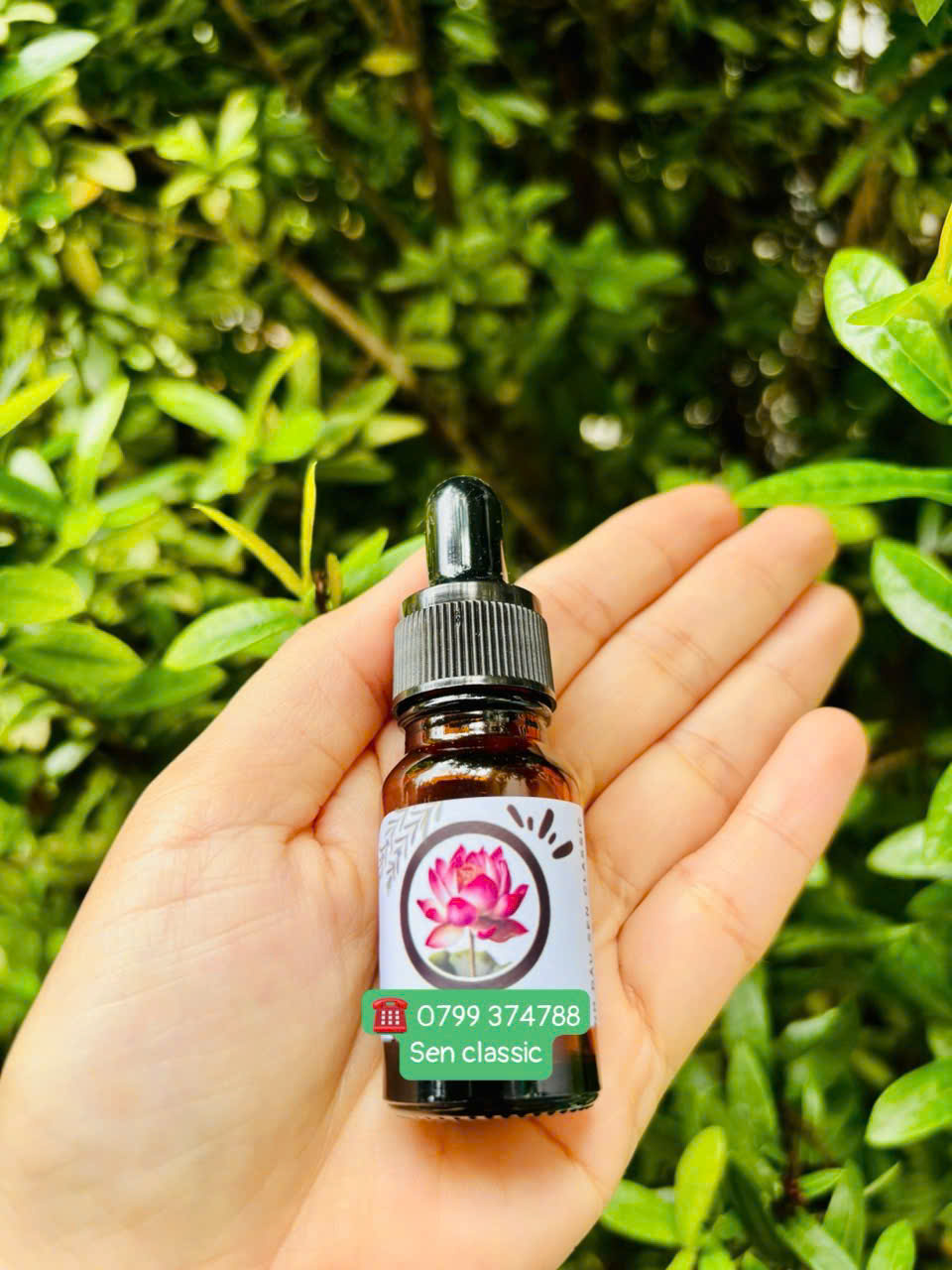 Tinh dầu Hoa Sen Classic (Classic Lotus)