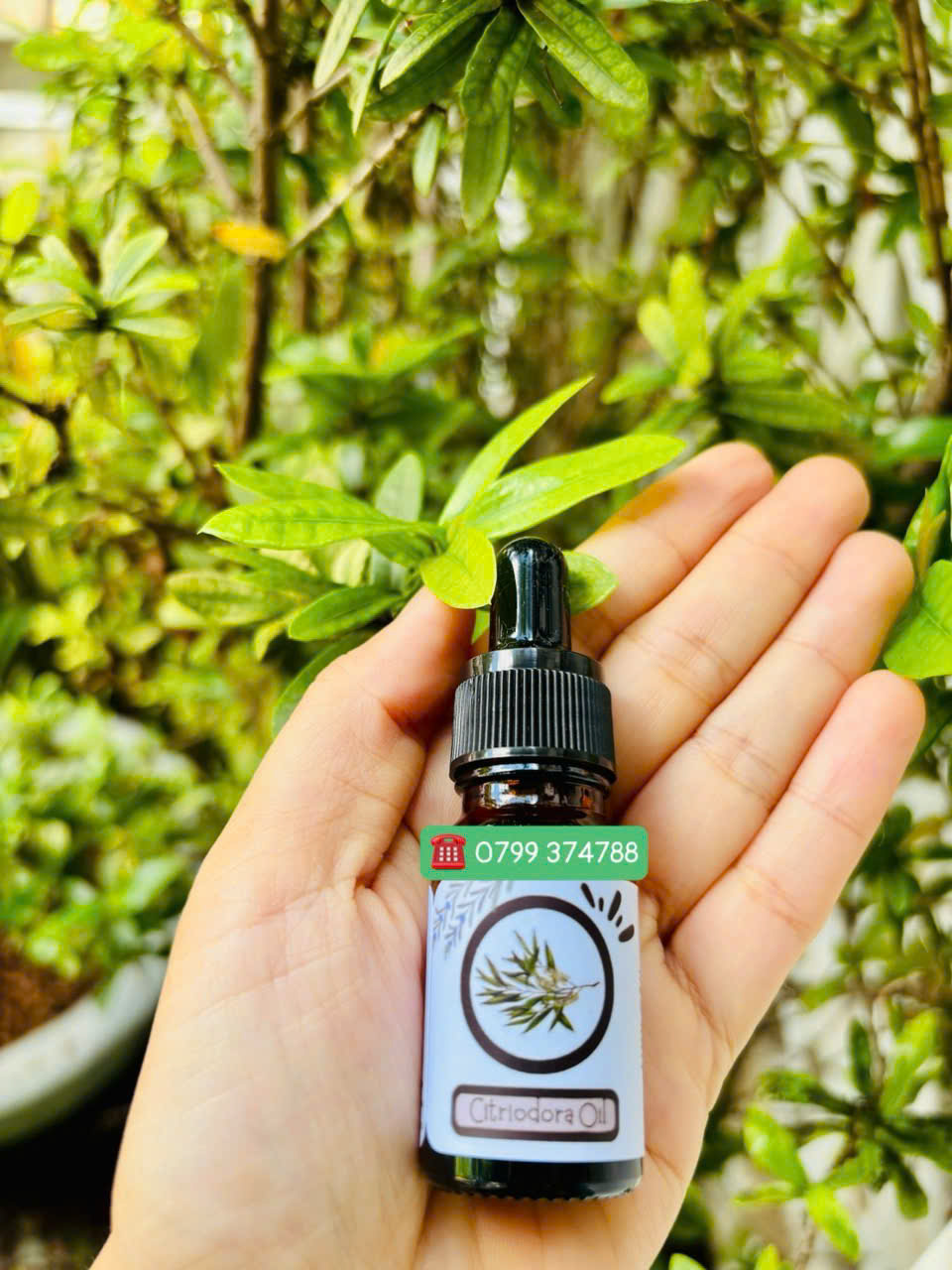 Tinh dầu bạch đàn chanh (Eucalyptus Citriodora Oil)