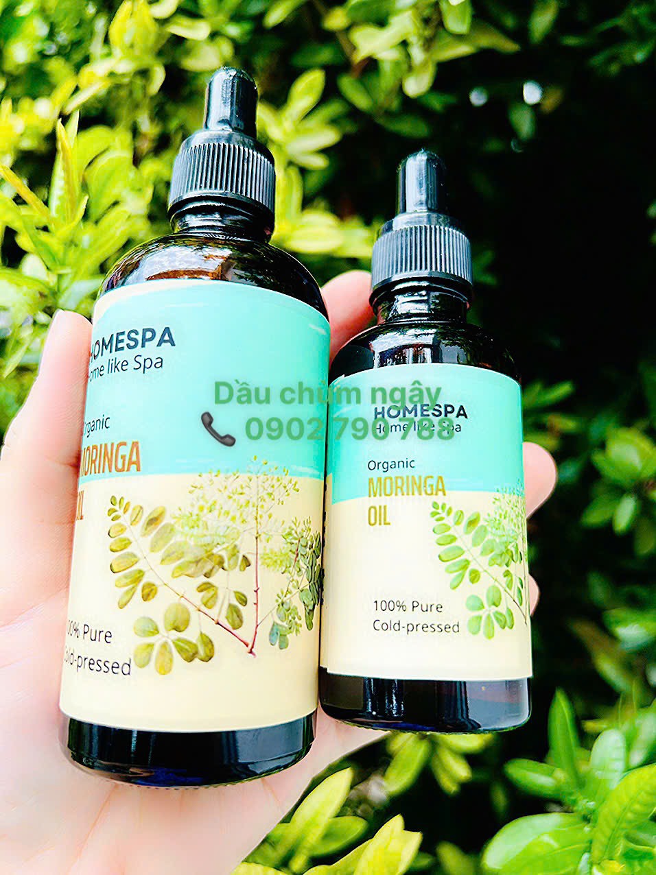 Dầu chùm ngây (Moringa Oil)