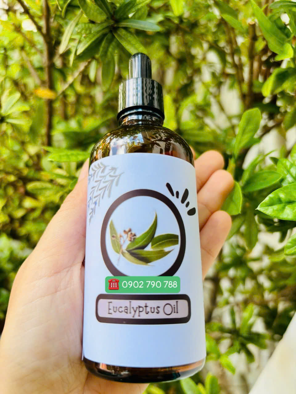 Tinh dầu khuynh diệp (Eucalyptus Oil) - Ảnh 2