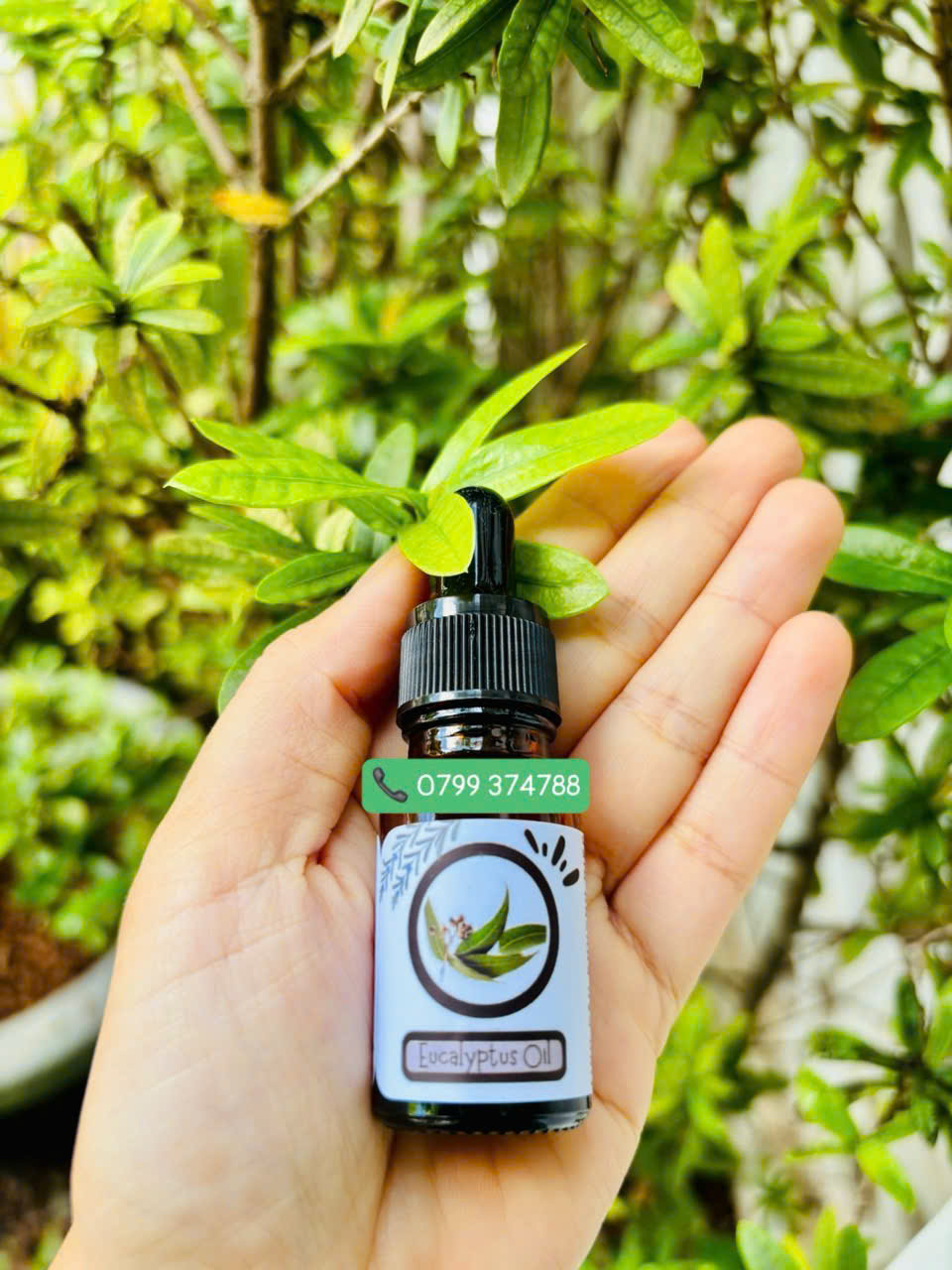 Tinh dầu khuynh diệp (Eucalyptus Oil)