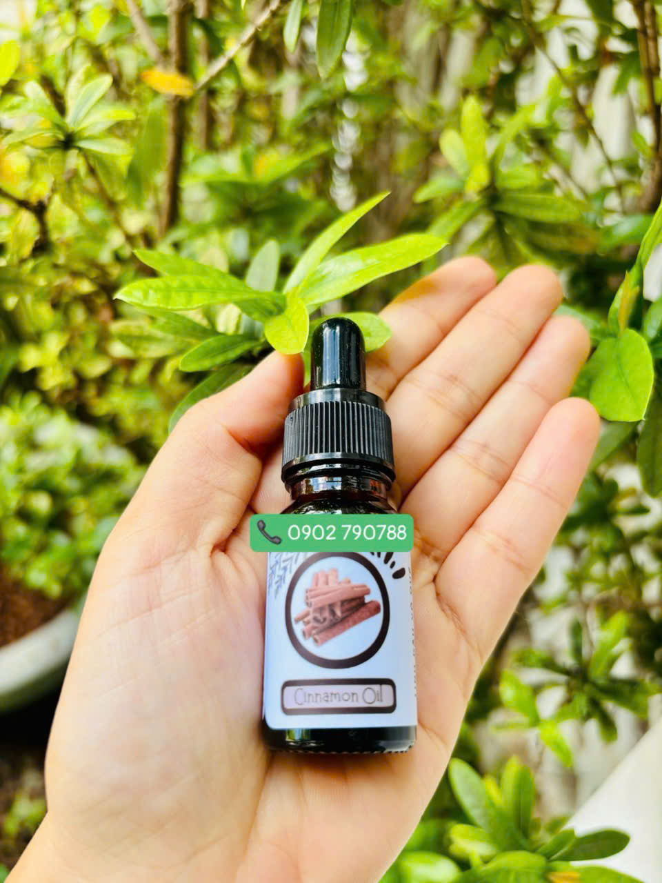 Tinh dầu quế (Cinnamon Oil)