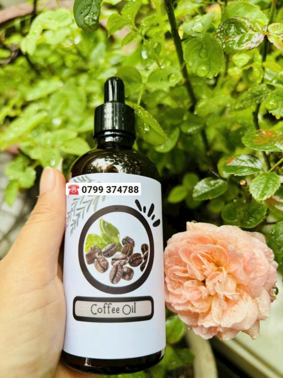 Tinh dầu cà phê (Coffee Oil) - Ảnh 2