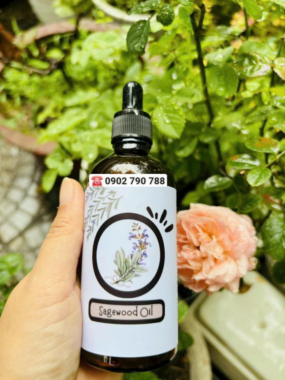 Tinh dầu Gỗ Xô Thơm (Sage wood oil) - Ảnh 2