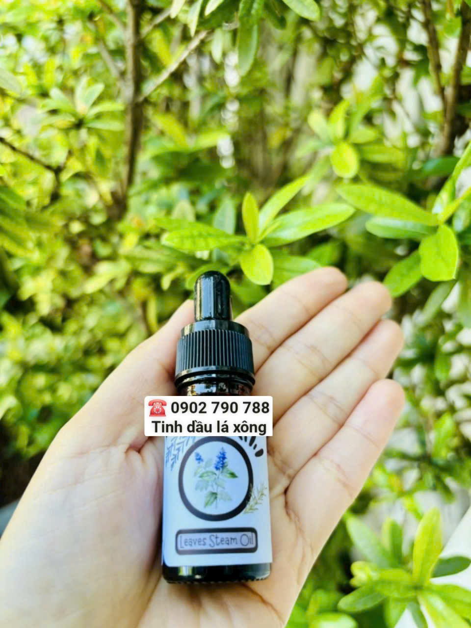 Tinh dầu lá xông (Leaves steam Oil)