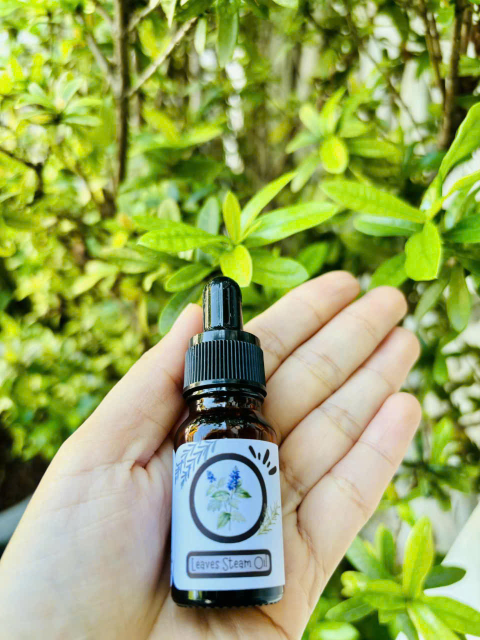 Tinh dầu lá xông (Leaves steam Oil) - Ảnh 2