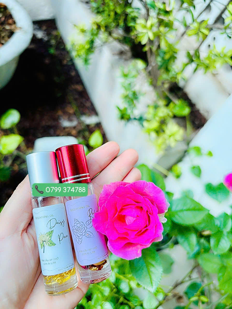 Tinh dầu bi lăn Daisy Pure - Ảnh 2