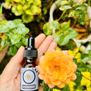 Tinh dầu Hoa Sen Trắng (White lotus oil)