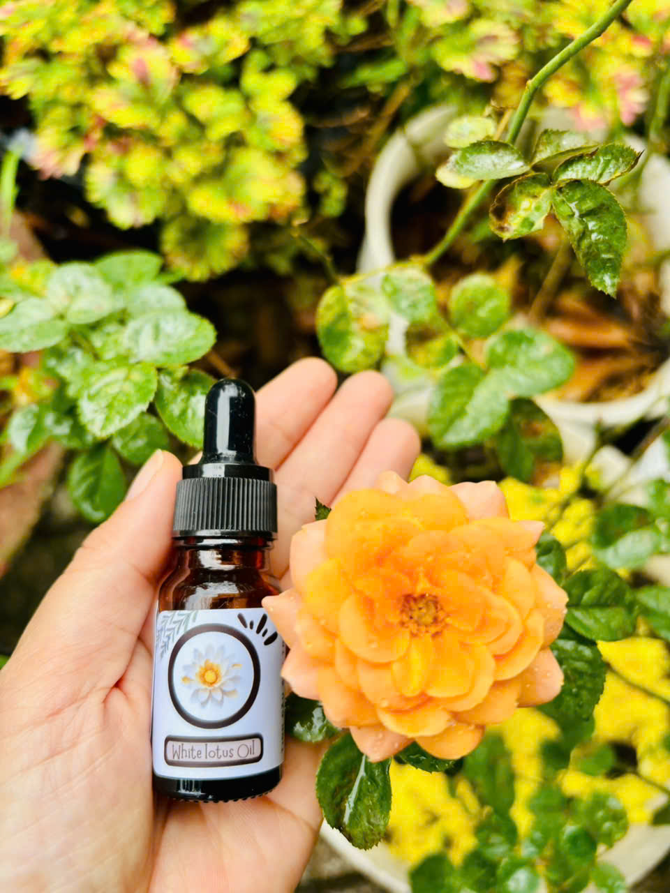 Tinh dầu Hoa Sen Trắng (White lotus oil)