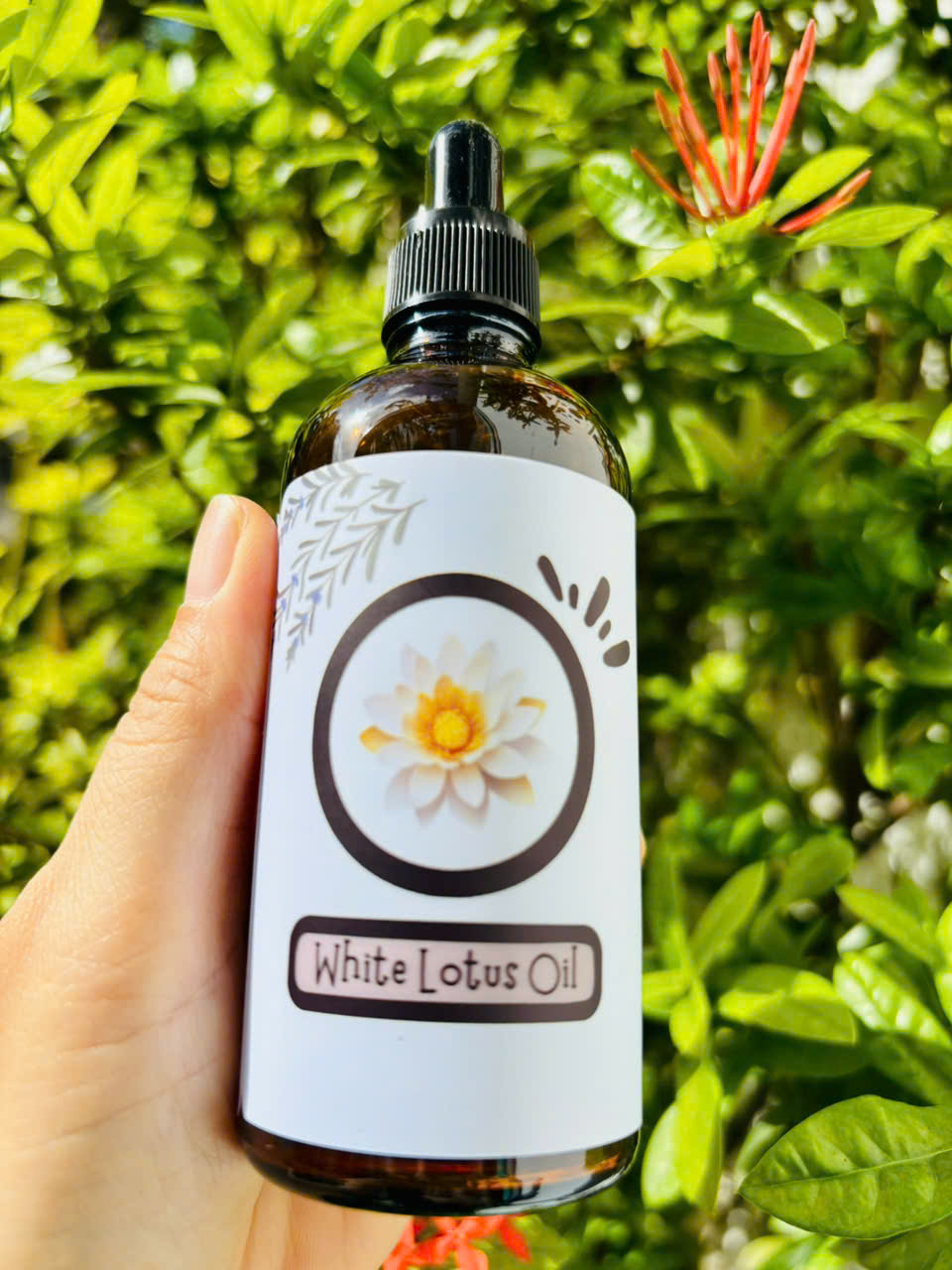 Tinh dầu Hoa Sen Trắng (White Lotus Oil) - Ảnh 2